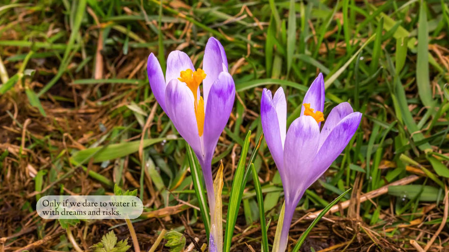 Dream of a Creative Mind - Autumn Cotter - with lyrics